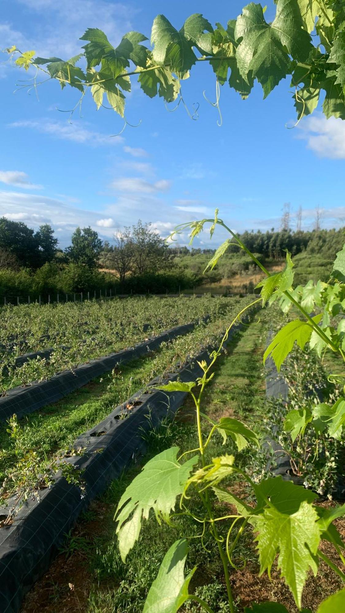 Apartmán Quinta Vale Salgueiro Seia Exteriér fotografie